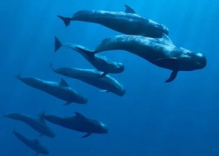 Mit Aussicht Auf Und Klippen By Interhome Apartment Acantilado de los Gigantes